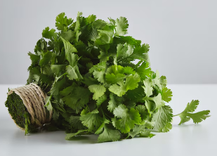 Cilantro